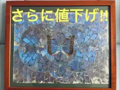 モルフォ蝶　羽　デザイン　飾り皿　インテリア　壁掛け飾り　蝶々アート モルフォ蝶 羽 デザイン 飾り皿 インテリア 壁掛け飾り 蝶々アート