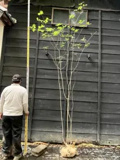 moeさん専用 山採りアオダモ　/913 moeさん専用 山採りアオダモ /913