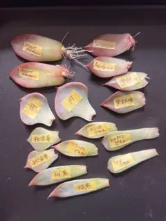 2025年最新】コロラータ デザートハーモニーの人気アイテム - メルカリ