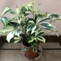 観葉植物　ヤドリフカノキ　シェフレラ　宮古島　取りに来られる方のみ 観葉植物 ヤドリフカノキ シェフレラ 宮古島 取りに来られる方