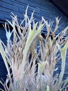 ヒ*ロ様 ベイチーワイルド　ミックス胞子撒き　10/4 楽天市場】(現品) ビカクシダ ビーチー ワイルド (pup) (No