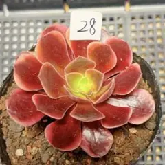 91#観葉植物アエオニウム錦❤️ピンクウィッチ錦❤️2大頭14cm 拔き苗