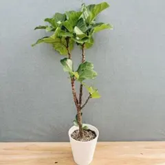 フィカス・ウンベラータ 8号 147cm S-shaped tree form フィカス・ウンベラータ 8号 143cm S-shaped tree form - メルカリ