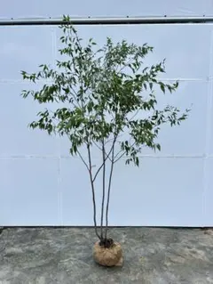 オキナワニッケイ(肉桂) カラキ 常緑高木 苗木 - メルカリ