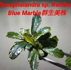 2025年最新】ブセファランドラ レインボーの人気アイテム - メルカリ