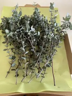 2025年最新】その他観葉植物の人気アイテム - メルカリ