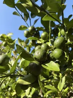 沖縄産　シークワーサー (果実)のサムネイル