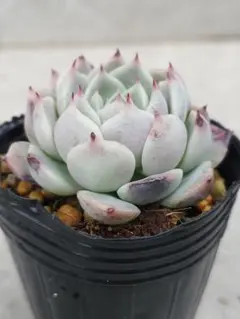 2026年最新】ざわわ 多肉の人気アイテム - メルカリ