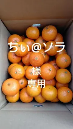 2026年最新】津之輝の人気アイテム - メルカリ