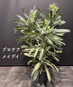 2025年最新】オージープランツ プロテア 苗の人気アイテム - メルカリ