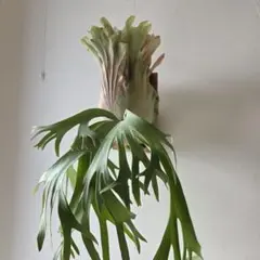 P. Willinckii TBFS no.1 2018 oc ビカクシダ - メルカリ