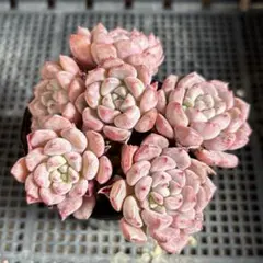 なお様 リクエスト 3点 まとめ商品