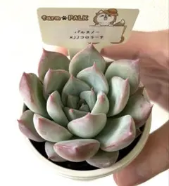 2025年最新】JJコロラータの人気アイテム - メルカリ