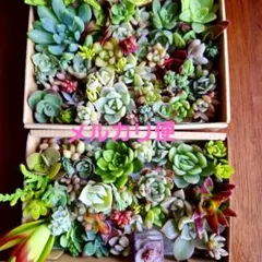 ラブリーローズ　韓国苗　多肉植物詰め合せセットカット苗。寄せ植えセット。多肉弁当のサムネイル