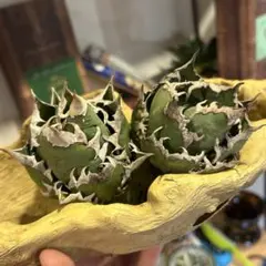 2026年最新】地獄猫 アガベの人気アイテム - メルカリ