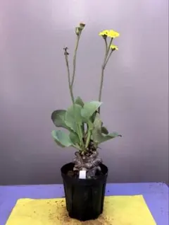 2025年最新】オトンナ ロバタの人気アイテム - メルカリ