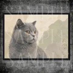 【DC4】ブリティッシュショートヘア 猫 グレー A4ポスター 水彩画