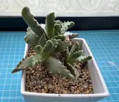 【訳あり】フォーカリア♡荒波♡多肉のサムネイル