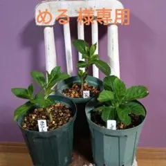 2025年最新】カシミール アジサイの人気アイテム - メルカリ