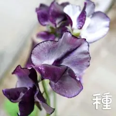T. straminea 'Deep Purple'(しばらく出品はありません) - メルカリ