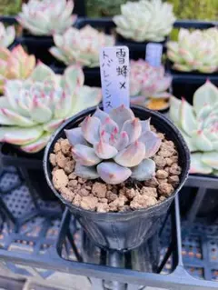 2025年最新】優木園 雪蜂の人気アイテム - メルカリ