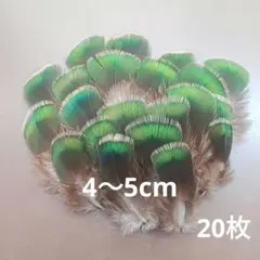孔雀の羽根　グリーンネック　20枚