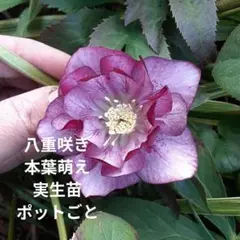 八重咲き 本葉萌え【実生苗/ポットごと】クリスマスローズのサムネイル
