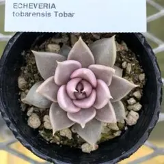 2025年最新】ケーレス実生苗の人気アイテム - メルカリ