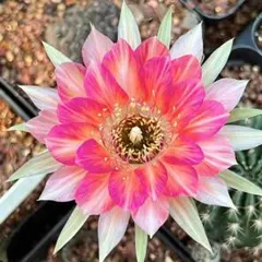 57-紅梅 超人気 花サボテン メディオロビビア カキコ - メルカリ