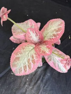 エピスシア クプレアタ ピンクヘブン M＆L 開花子株 Episcia - メルカリ