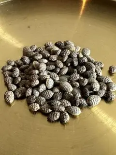 Adenia Pechuelli Seeds 10 pcs アデニアペチュエリー H64 アデニア ペチュエリー adenia pechuelii 種子10粒