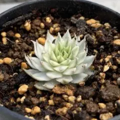 めーこ様 リクエスト 2点 まとめ商品