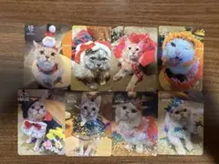 猫カフェMOCHA 新宿店24秋、24冬