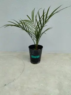 横山様 リクエスト 2点 まとめ商品