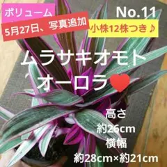 2026年最新】万年青 苗の人気アイテム - メルカリ