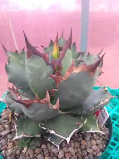 2025年最新】姫厳竜の人気アイテム - メルカリ