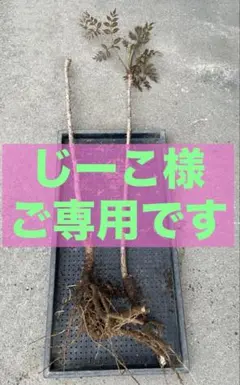 ⭐たらの芽 苗木⭐ ⭐20本⭐ 楽天市場】タラの芽 苗の通販