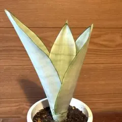 Sansevieria sinus-simiorum R-1734 - メルカリ