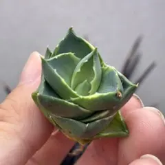 アガベ Agave シャウィー パラサナ イシスメンシス ハイブリッドアガベ