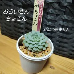 ミックスベリア　札のみ　ちょこん　５枚　匿名配送 札のみ ミックスベリア 匿名配送 ちょこん - メルカリ