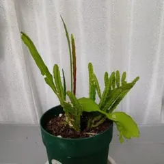 2026年最新】孔雀サボテンの人気アイテム - メルカリ