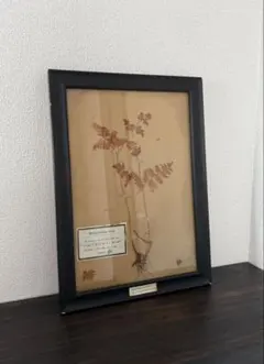 植物標本　額　アンティーク風　フレーム