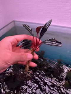 Bucephalandra sp. Violet Bolsom 小群生 ブセファランドラsp violet blossom 特大群生株｜Yahoo!フリマ