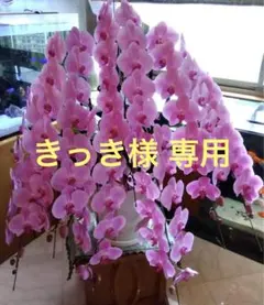 きっき 様専用 速達 ④ピンク花大輪 品種名コイヒメ 胡蝶蘭株 1株 胡蝶蘭鉢