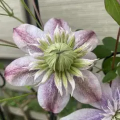 sai☆様 リクエスト 3点 まとめ商品