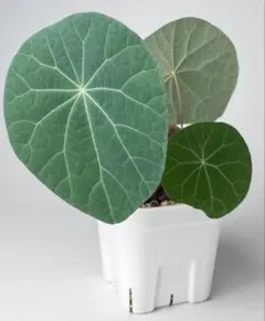 塊根植物】ステファニア カウィーサキー 鉢植え 大株 発根済み A-44