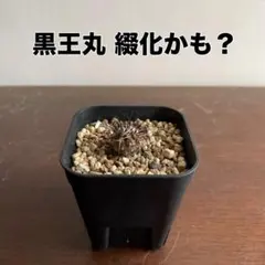 万年青 昇龍の舞 獅子系 新登録 おもと - メルカリ