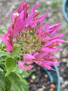 emcy様 リクエスト 3点 まとめ商品