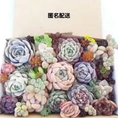 多肉植物 カット苗 詰め合わせ 【33】