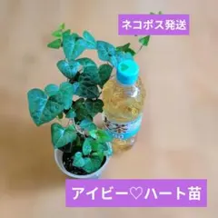 アイビーハート苗①　✨ネコポス発送✨のサムネイル